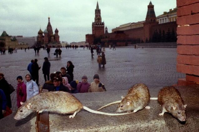 Крысы Кремля набирают вес