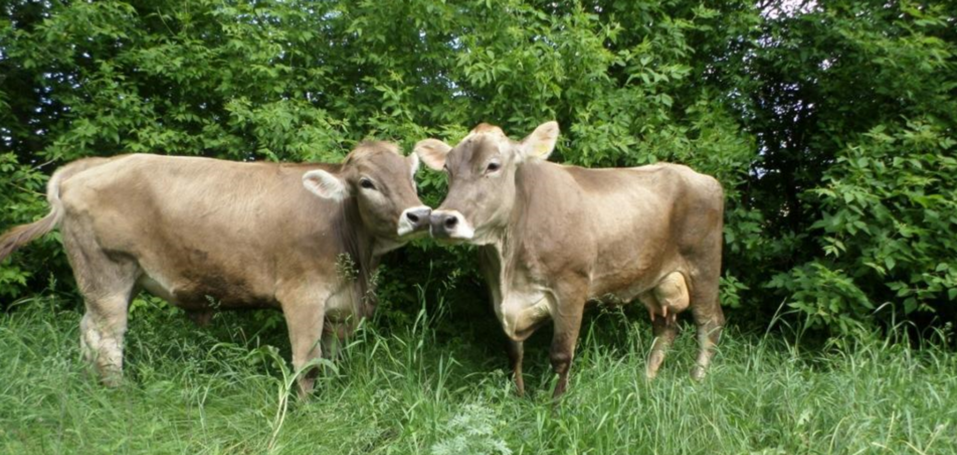 Животноводство будет прибыльным при участии государства — 'Укрлендфарминг'
