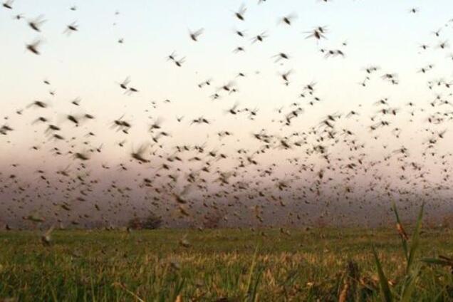 Урожай под угрозой: на украденный Крым свалилась новая 'кара небесная'