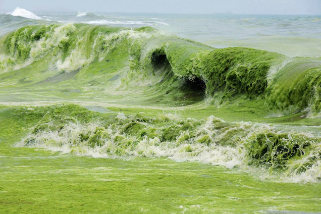 Зеленое море