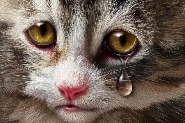 'Нелюдяність і жорстокість': в Дніпрі за упіймання шкуродера заплатять велику винагороду