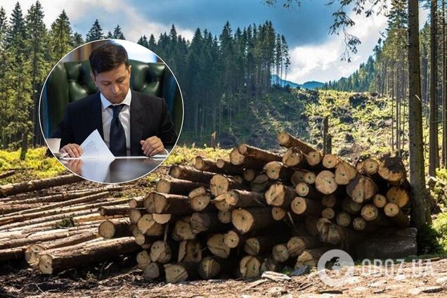 Зеленський підписав указ про боротьбу з вирубкою лісів