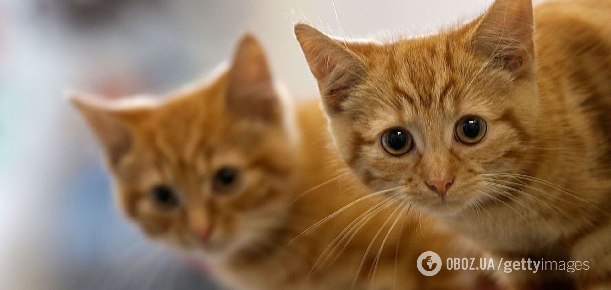 Вчені розповіли, від чого в будинку може померти кішка