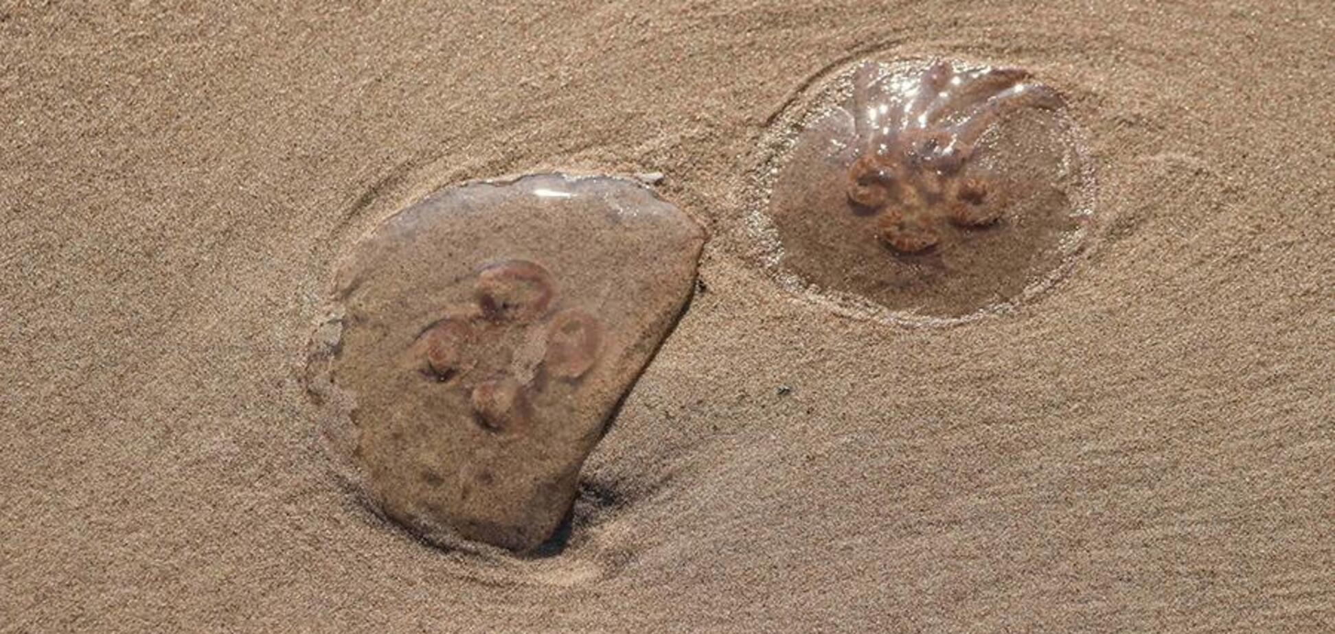 Любимые туристами 'райские острова' атаковали сотни ядовитых медуз: появились фото