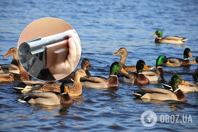 У парку Дніпра розстріляли диких качок: соцмережі обурені