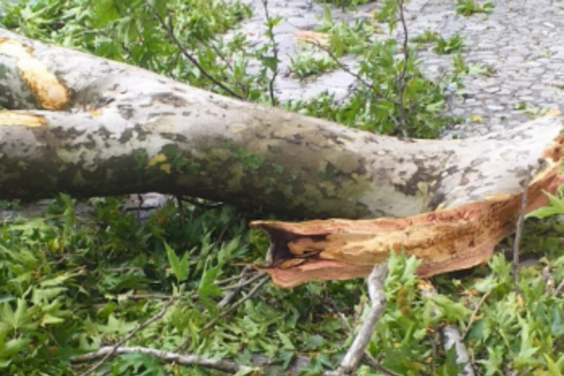 В Азербайджане упала ветка 500-летнего дерева