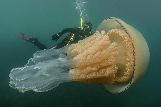 Розміром з людину: біля берегів Британії зняли гігантського морського монстра. Фото та відеофакт