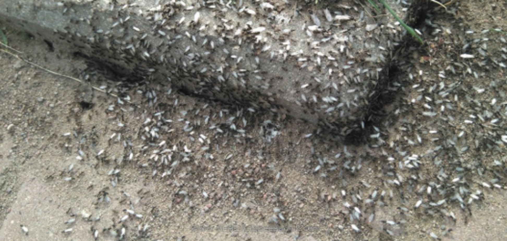 Літаючі мурахи в Москві