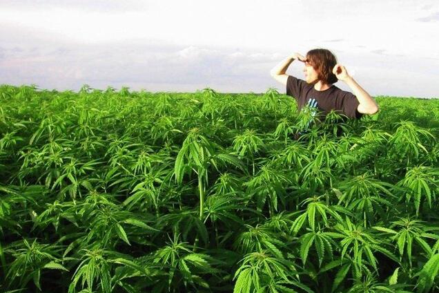 Посеред Дніпра спіймали чоловіка з кущем конопель. Фото