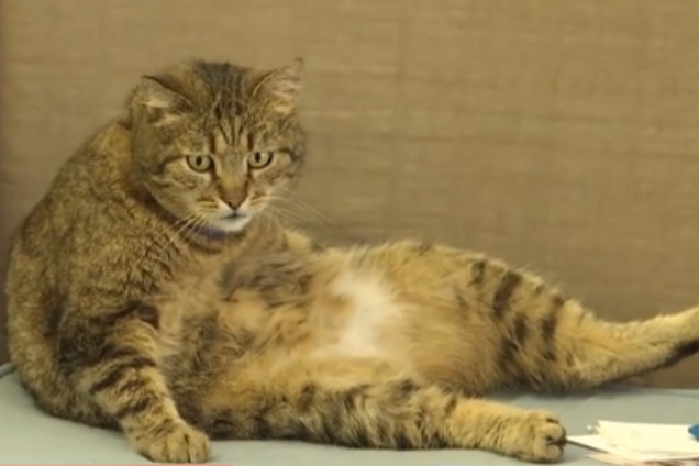 Кот из Одессы покорил сердца горожан: видео