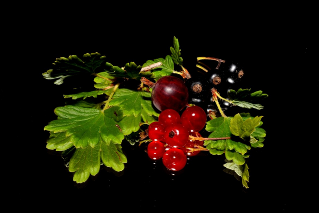 Смородина - ягода для гіпертоніків