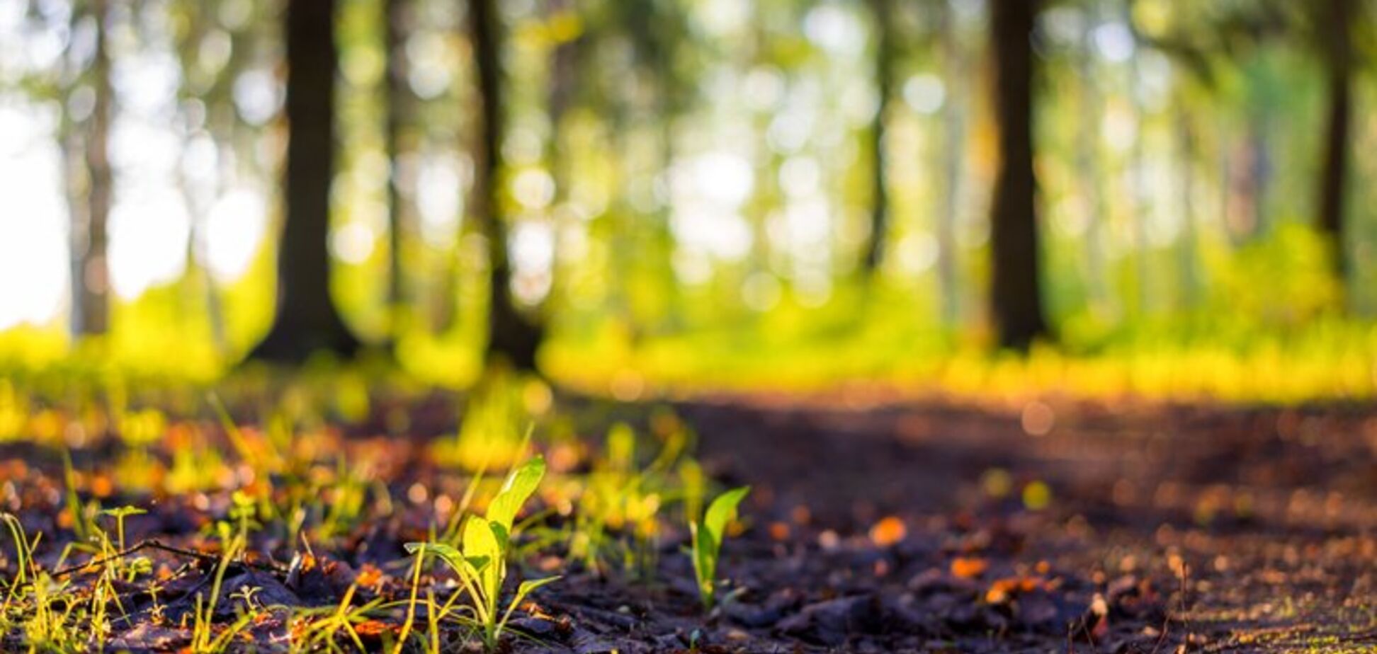 У Дніпрі екологів запідозрили в захопленні землі