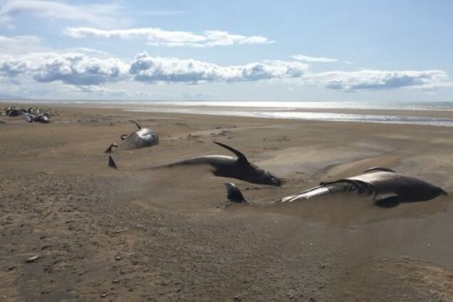 "Похоронены в песке": в Исландии на пляже нашли 50 мертвых китов. Фото и видео