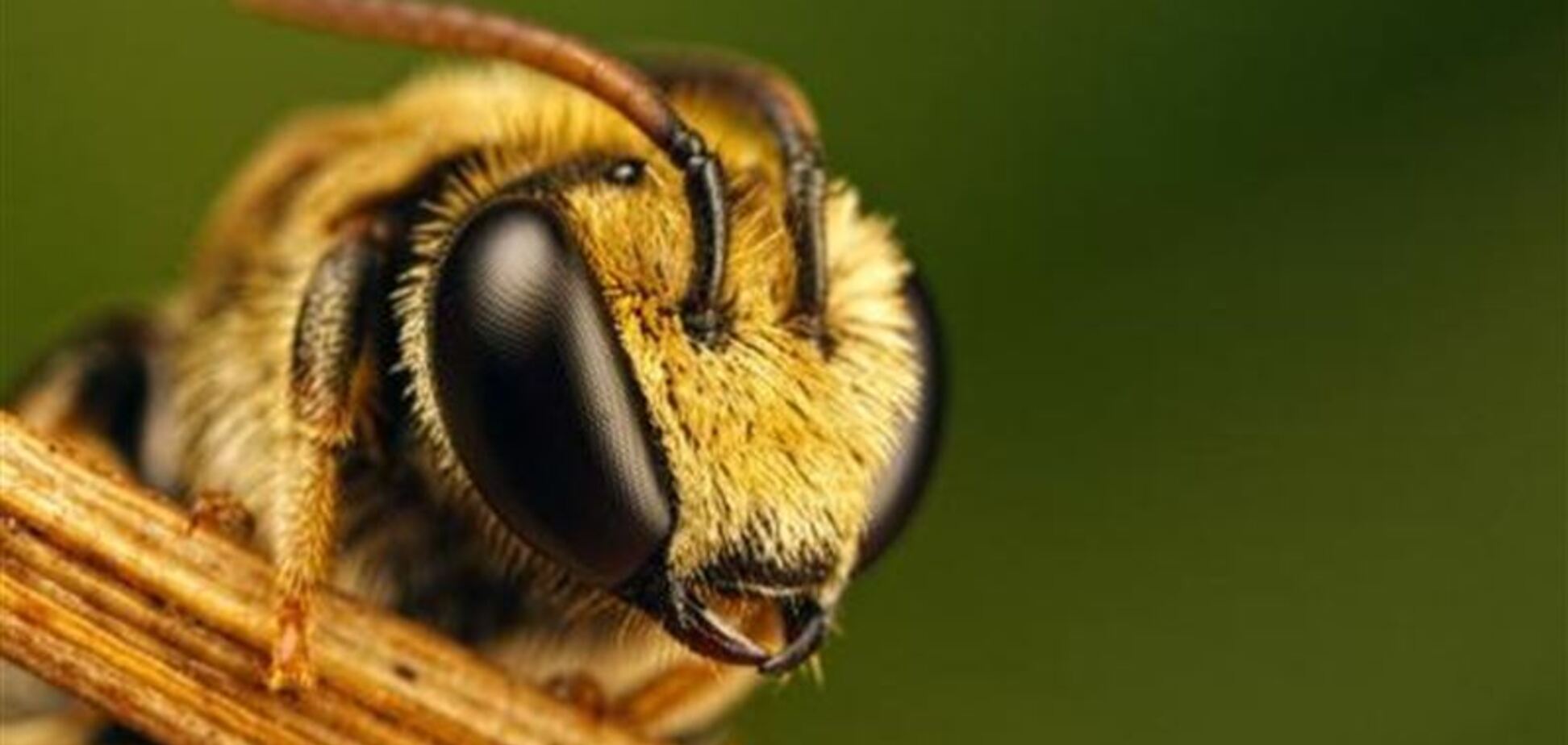 Розпухли горло і язик: на Черкащині чоловік помер від укусу бджоли