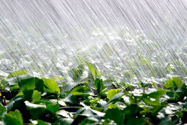 Температура будет падать ежедневно: появился прогноз погоды в Киеве на неделю