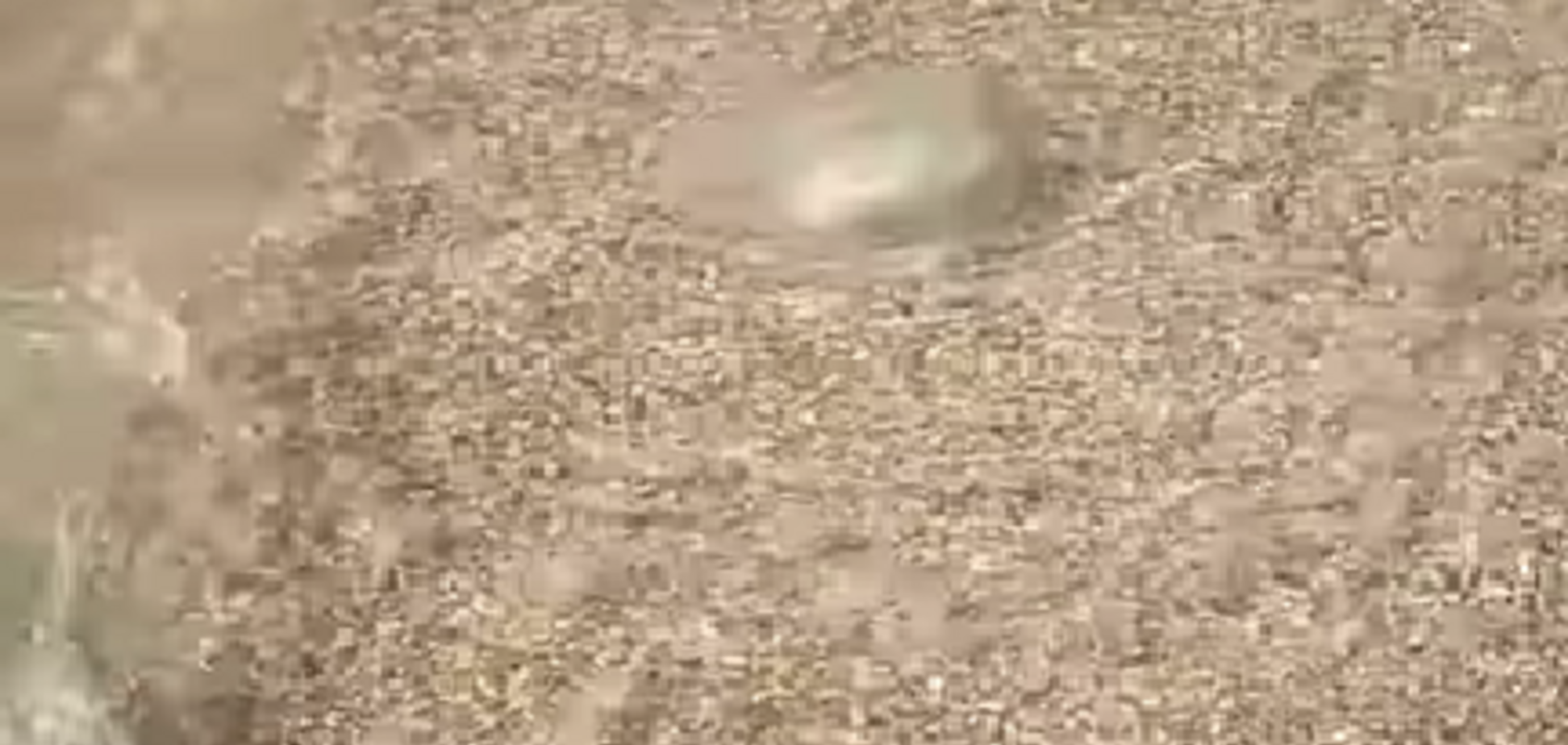 Популярный курорт Украины атаковали медузы. Видео