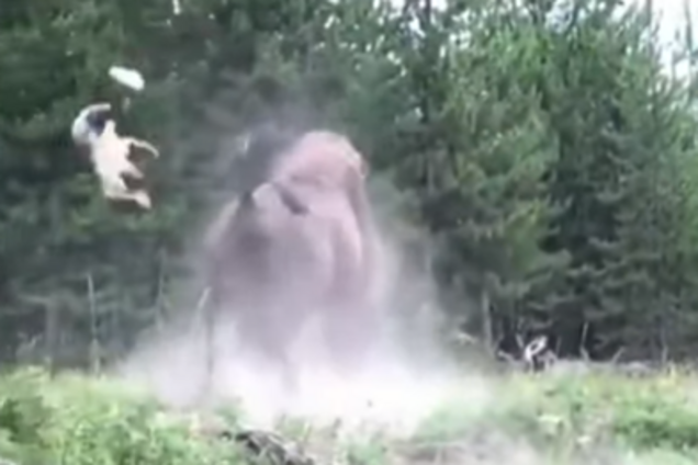 Бизон напал на девочку