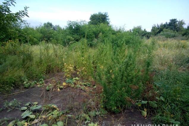 'Образцовый' огородник: на Днепропетровщине пенсионер вырастил сотни кустов конопли