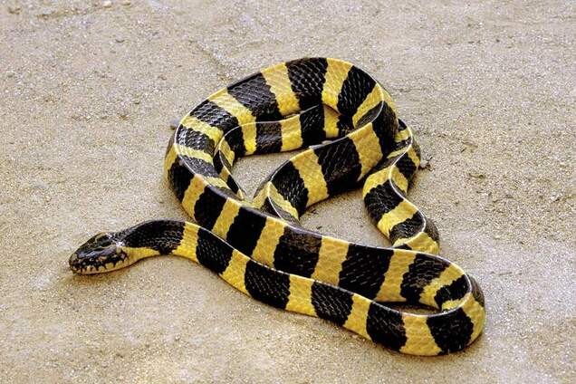 В Днепре возле пляжа обнаружили опасную ядовитую змею. Фото