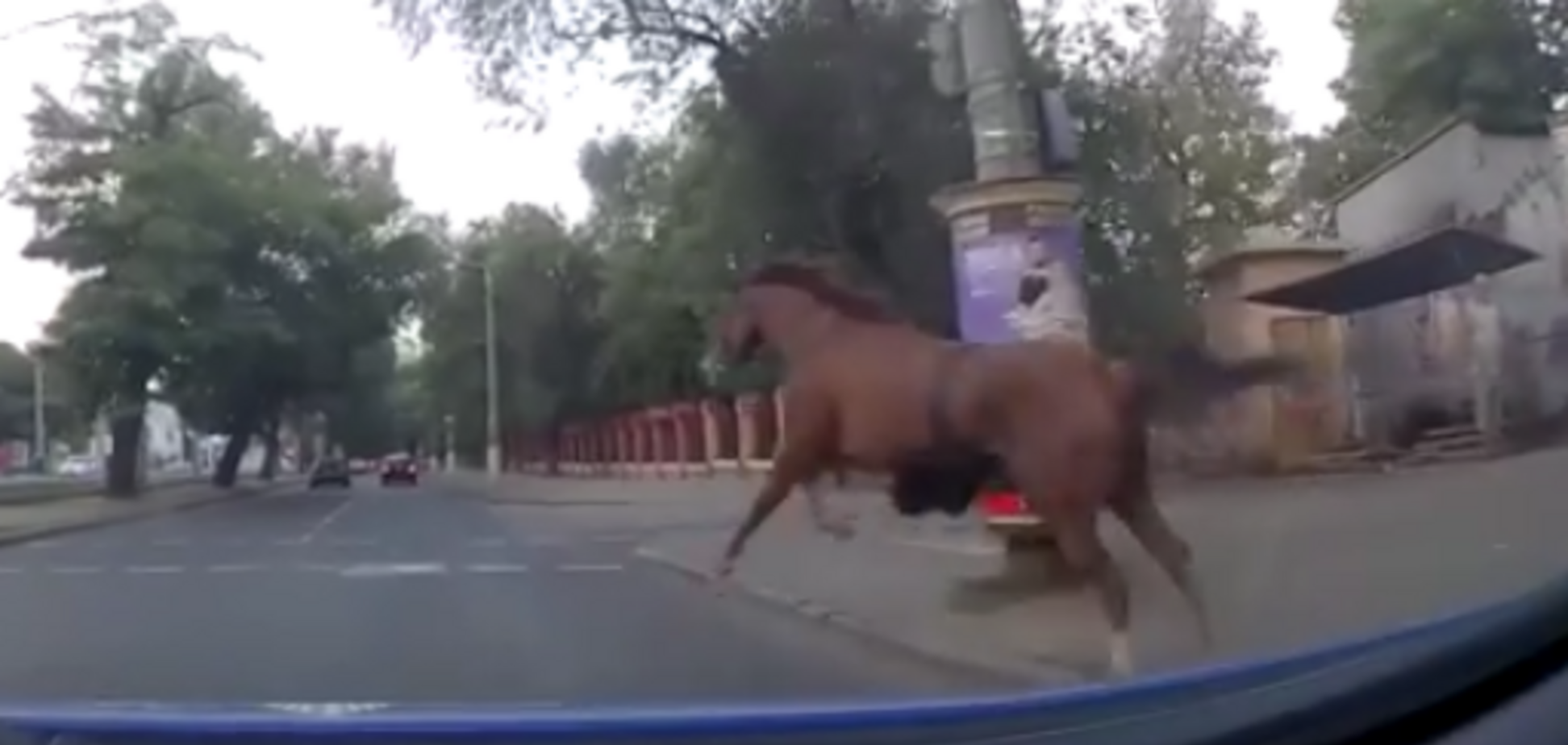 В Одессе полиция устроила погоню за конем: в сеть попало эпичное видео