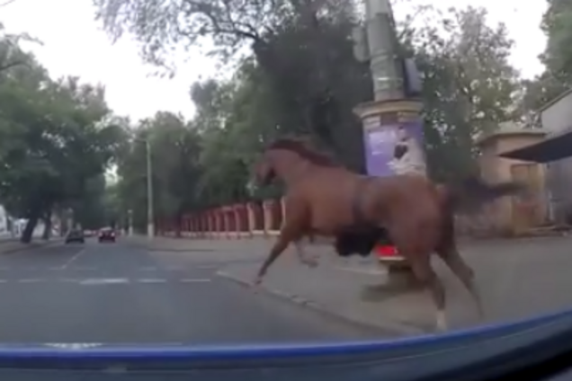 В Одессе полиция устроила погоню за конем: в сеть попало эпичное видео