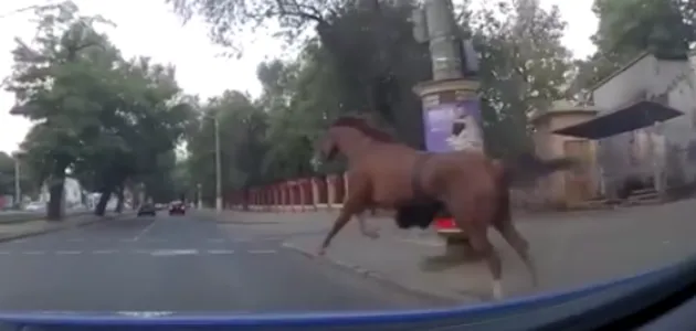 В Одессе полиция устроила погоню за конем: эпичное видео
