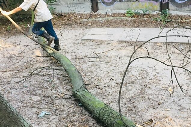 'Мало не загинула!' У центрі Києва дерево впало на пішохідну доріжку