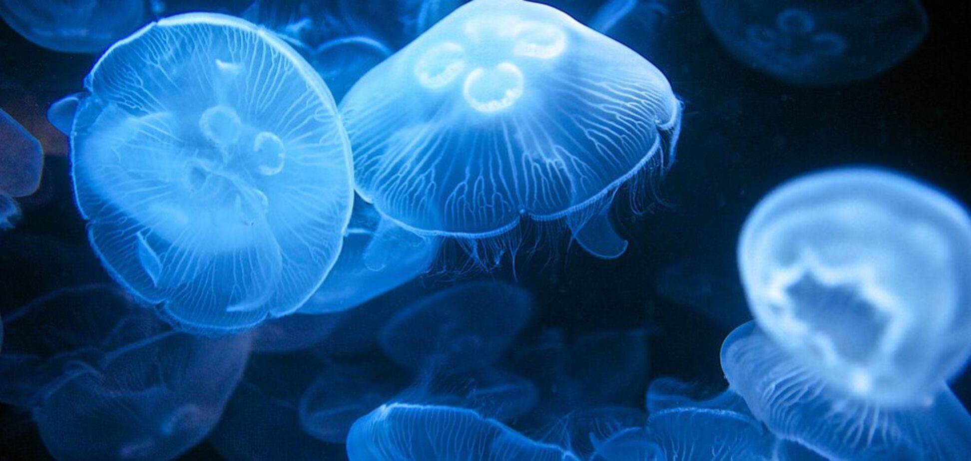 Перша допомога при укусі медузи