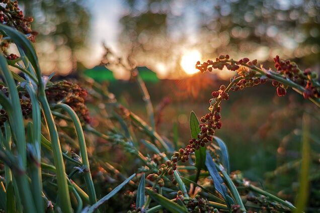 Три Спаси у серпні: коли та як святкувати