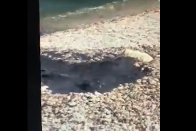 Плавають у фекаліях: у Криму трапилася нова НП на популярному курорті
