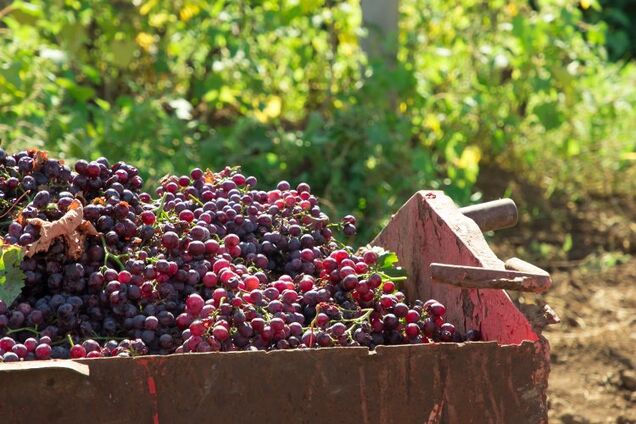 Крымские виноградники