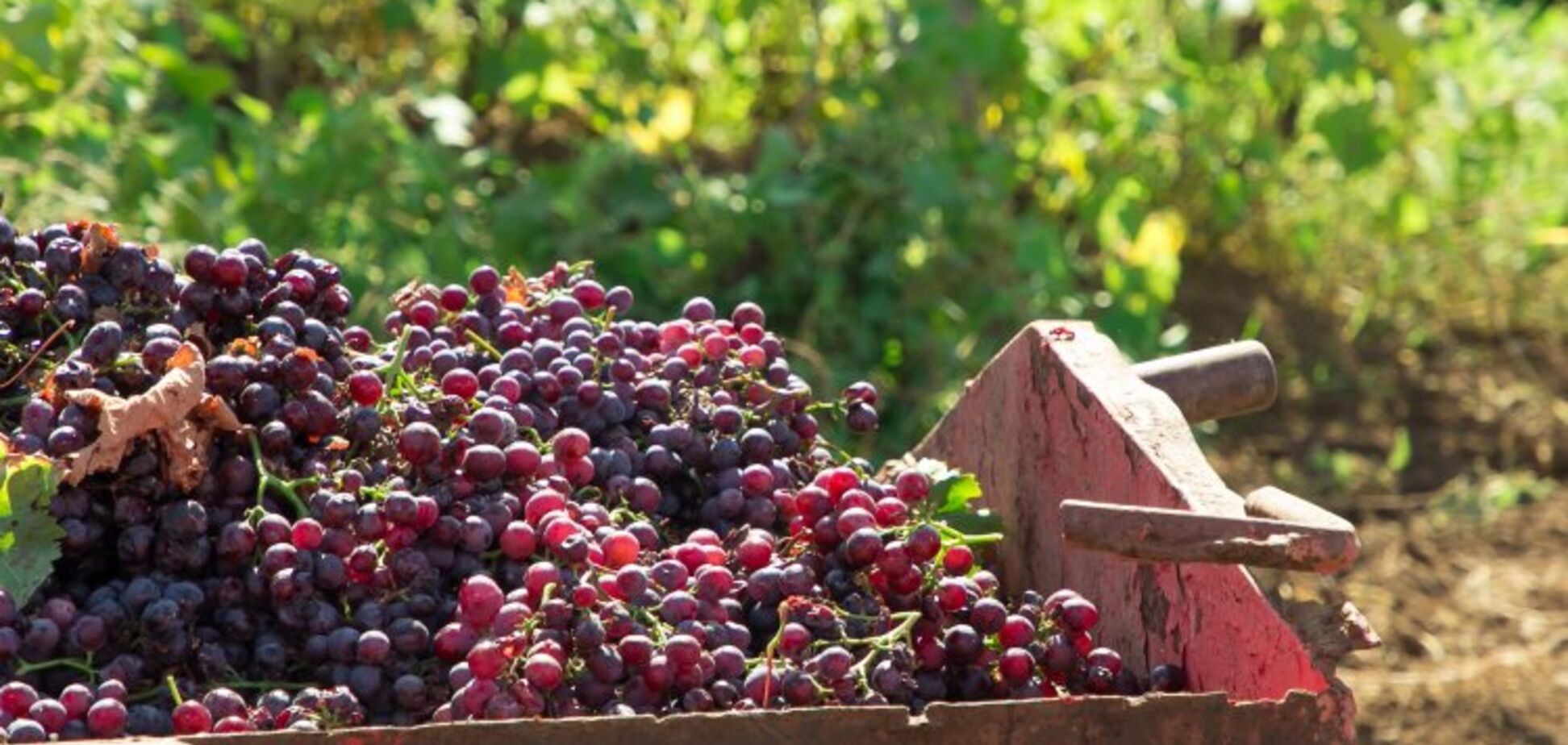 кримські виноградники