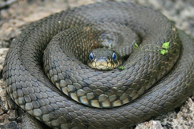 У Кривому Розі в лікарню заповзла величезна змія. Фото