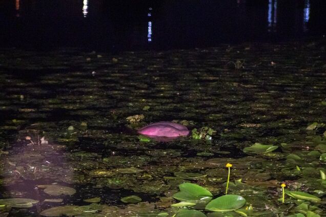 У Києві за добу потонуло двоє осіб: фото 18+