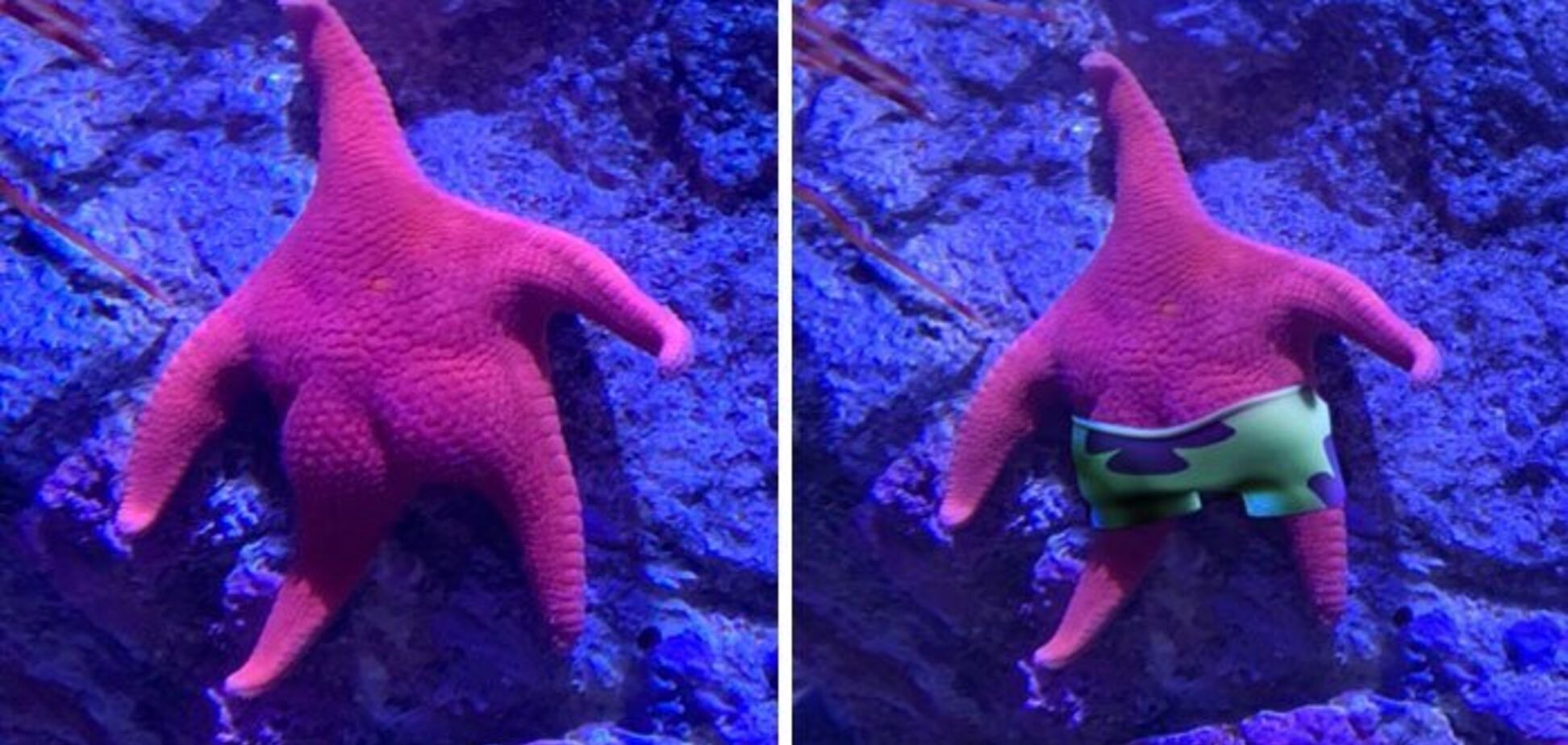 Морська зірка з 'пружною дупкою' стала вірусним мемом: кращі фотожаби