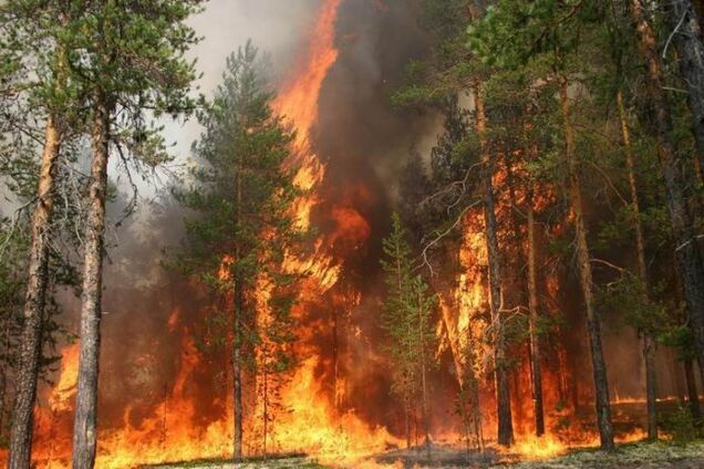 На Луганщине загорелся заминированный лес: есть пострадавший