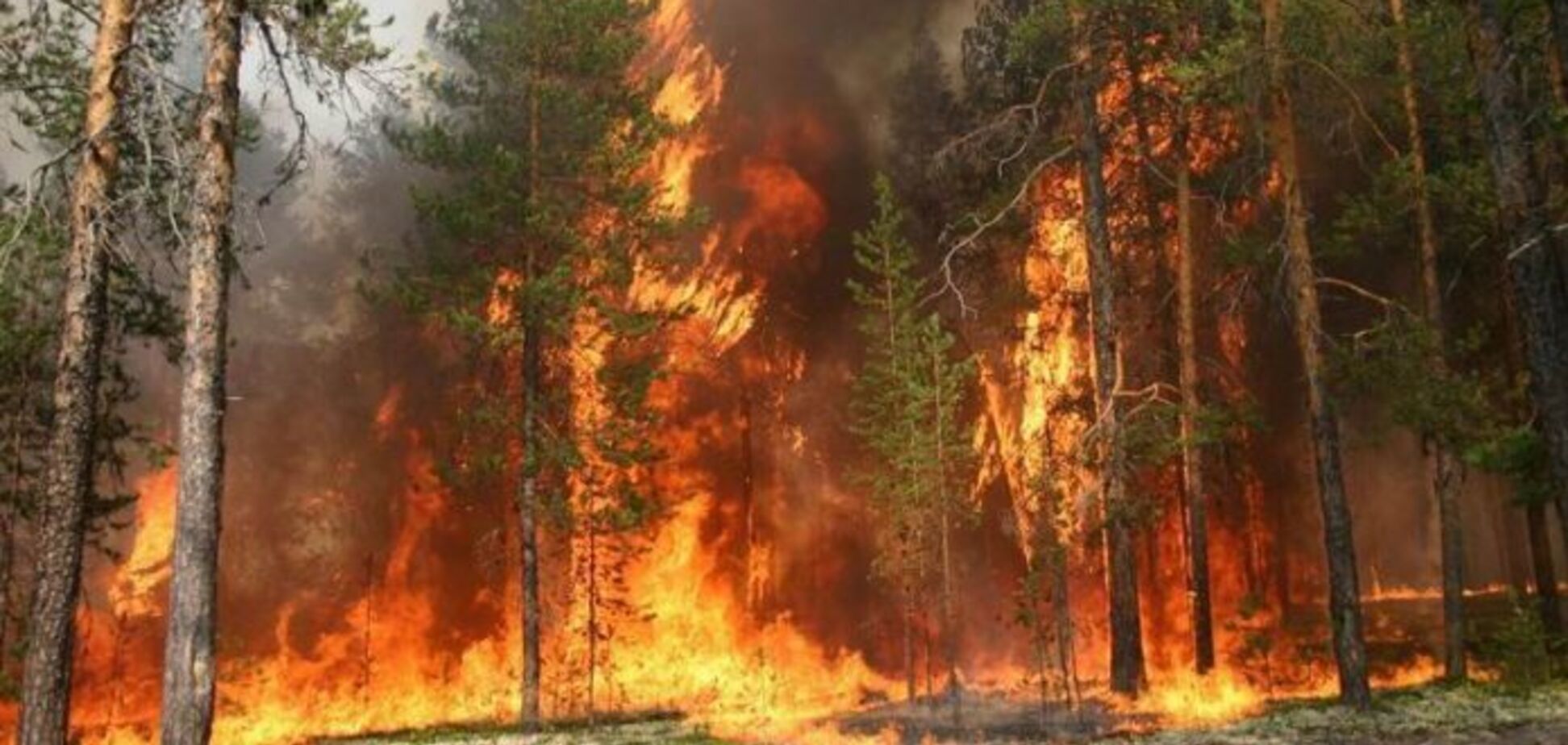 На Луганщині загорівся замінований ліс: є постраждалий