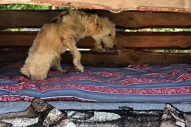 В Днепре известный баскетболист проводит аукцион в помощь собакам-инвалидам