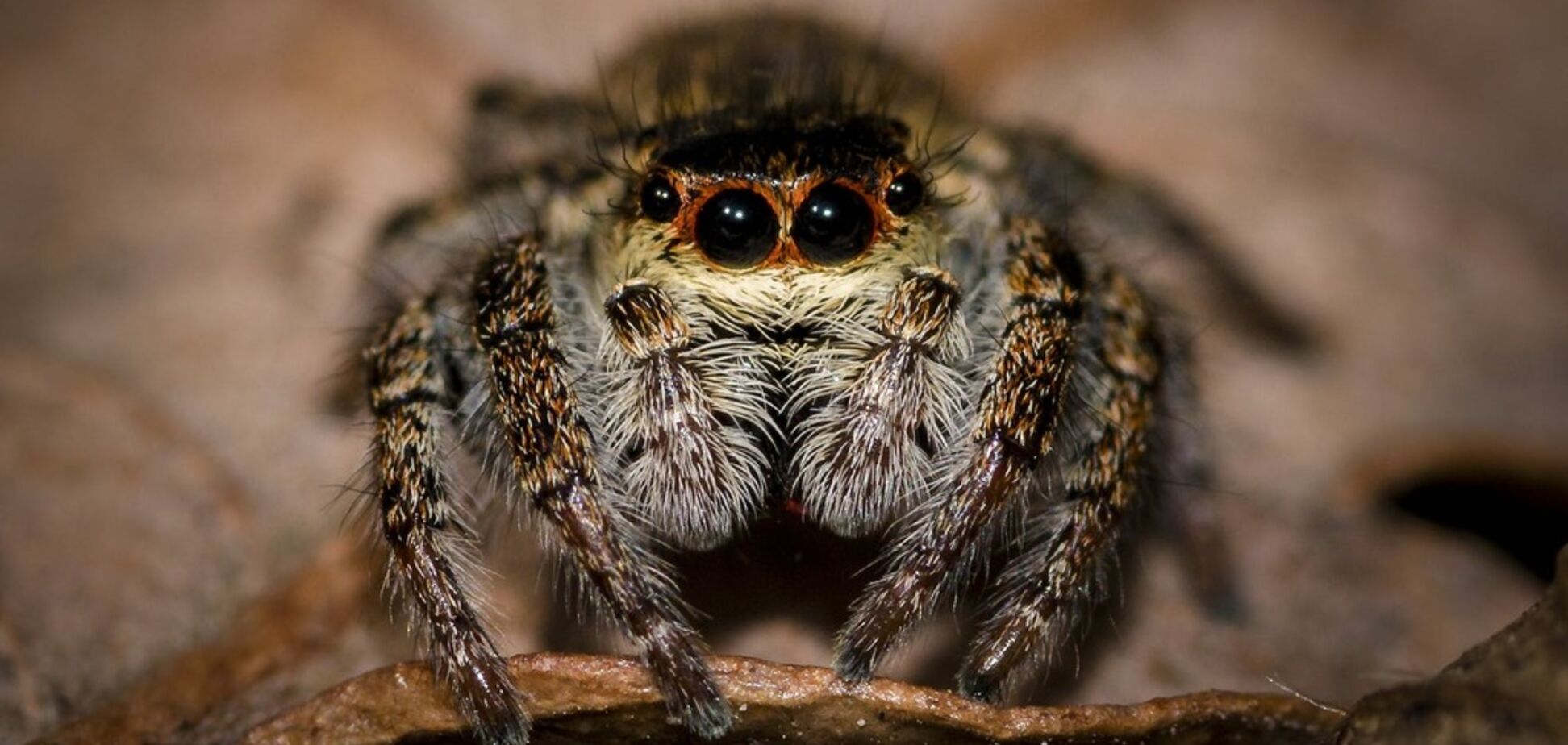 В Запорожье заметили опасного ядовитого паука: фото