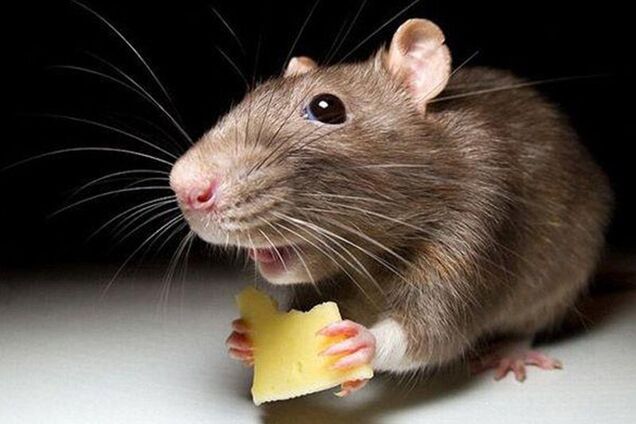 В Днепре в ларьке с шаурмой поселились крысы: жуткое видео