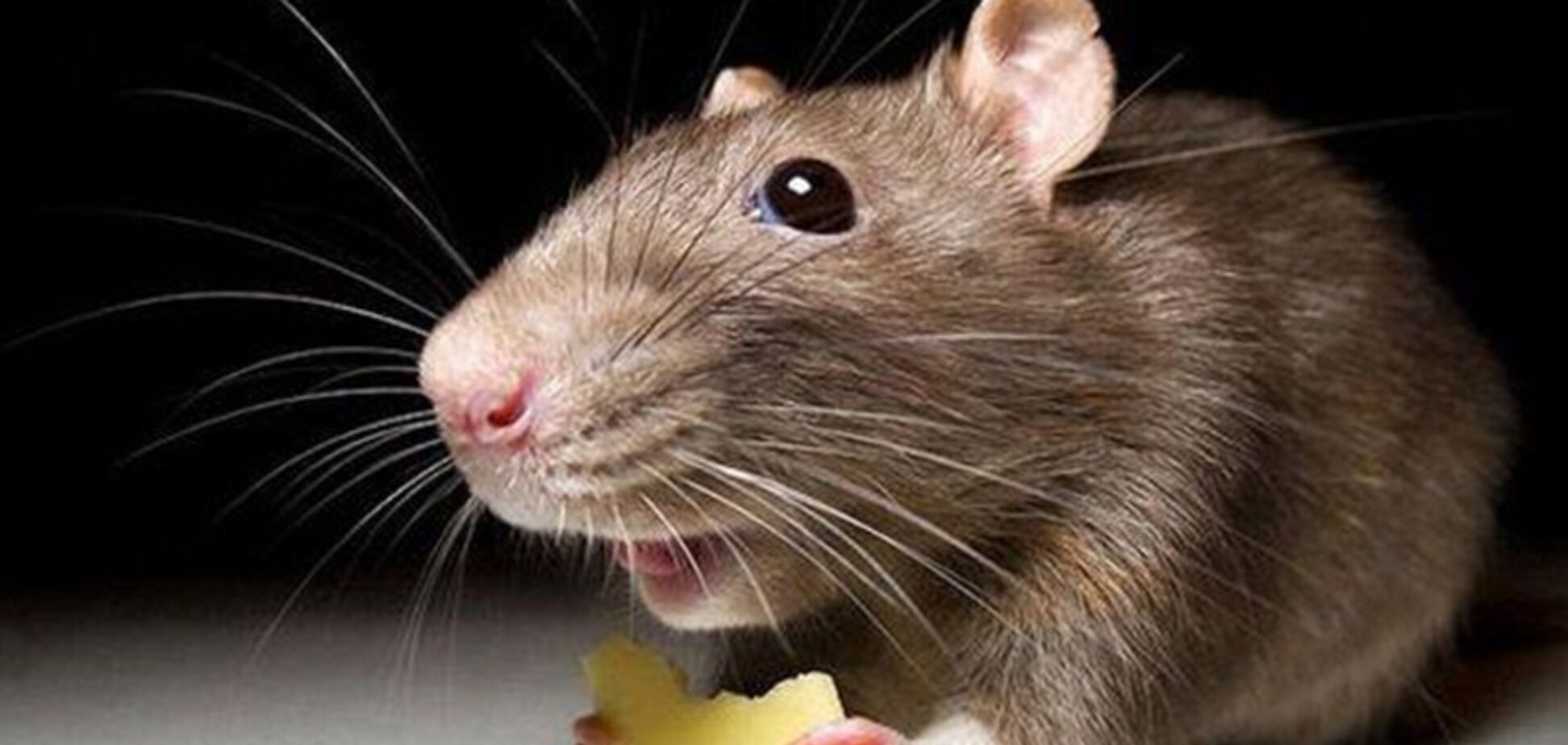 В Днепре в ларьке с шаурмой поселились крысы: жуткое видео