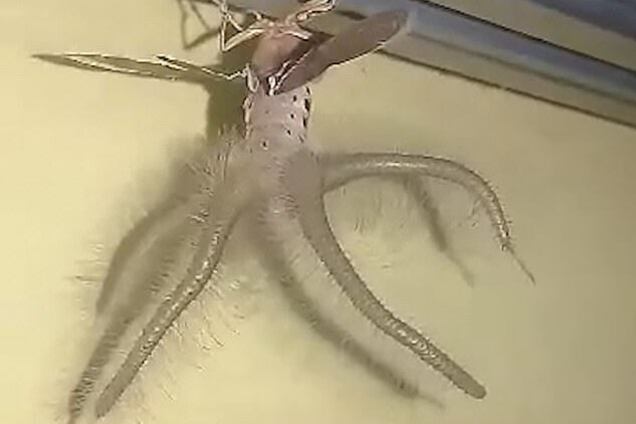 Що це таке?! Чоловік зняв у своєму домі 'прибульця': фото і відео дивної істоти