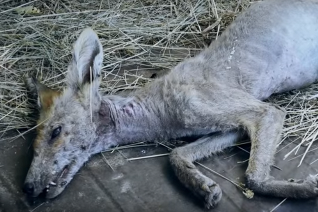 На Полтавщині вбили чупакабру