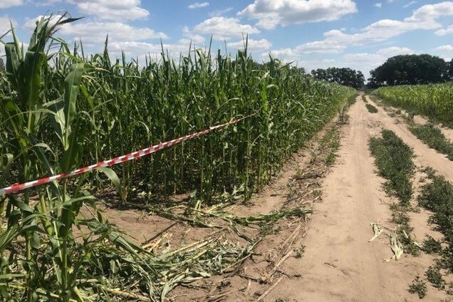 Труп нашли в кукурузе: под Киевом жестоко убили сотрудницу Верховной Рады