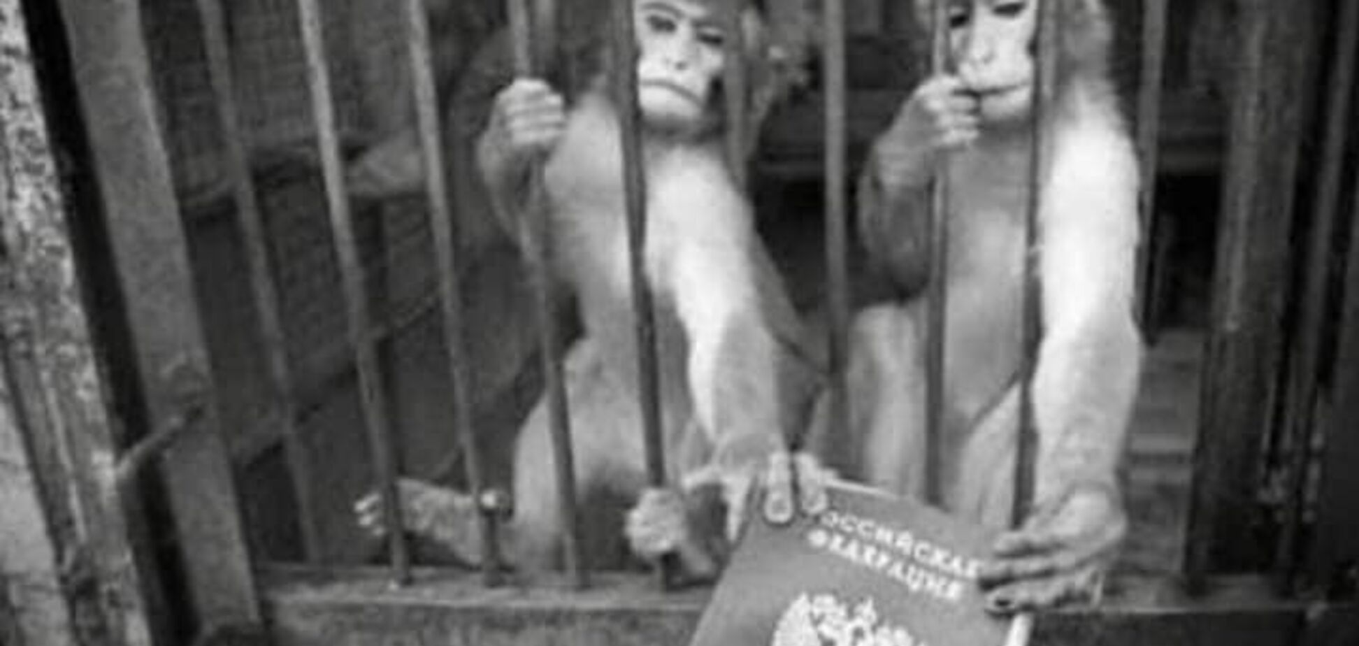 Паспорта РФ на Донбассе