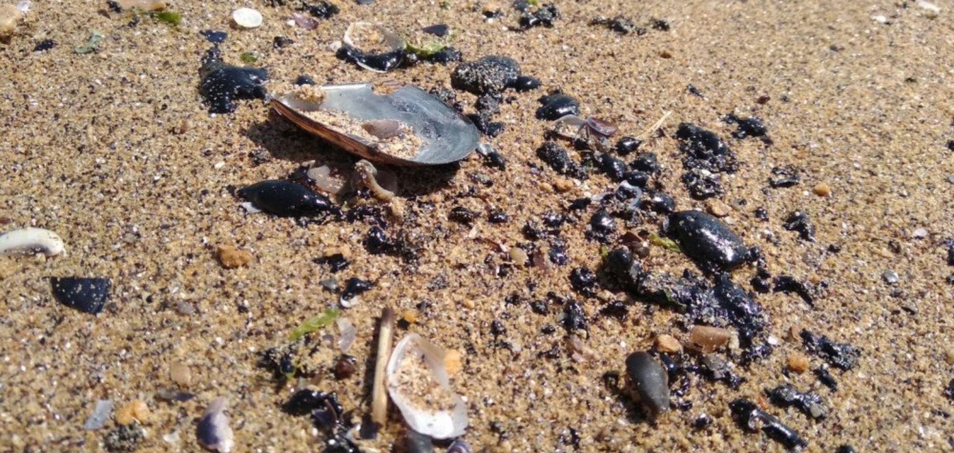 Пляжі стали чорними: в Одесі сталася нова екологічна катастрофа