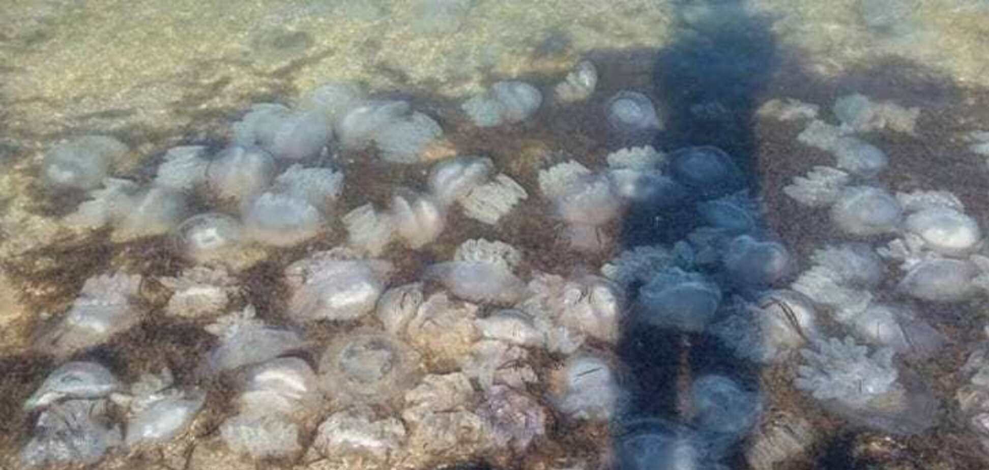 На популярному українському курорті навала медуз: опубліковані відео