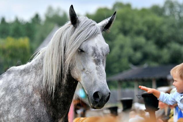 На Киевщине покажут уникальных животных