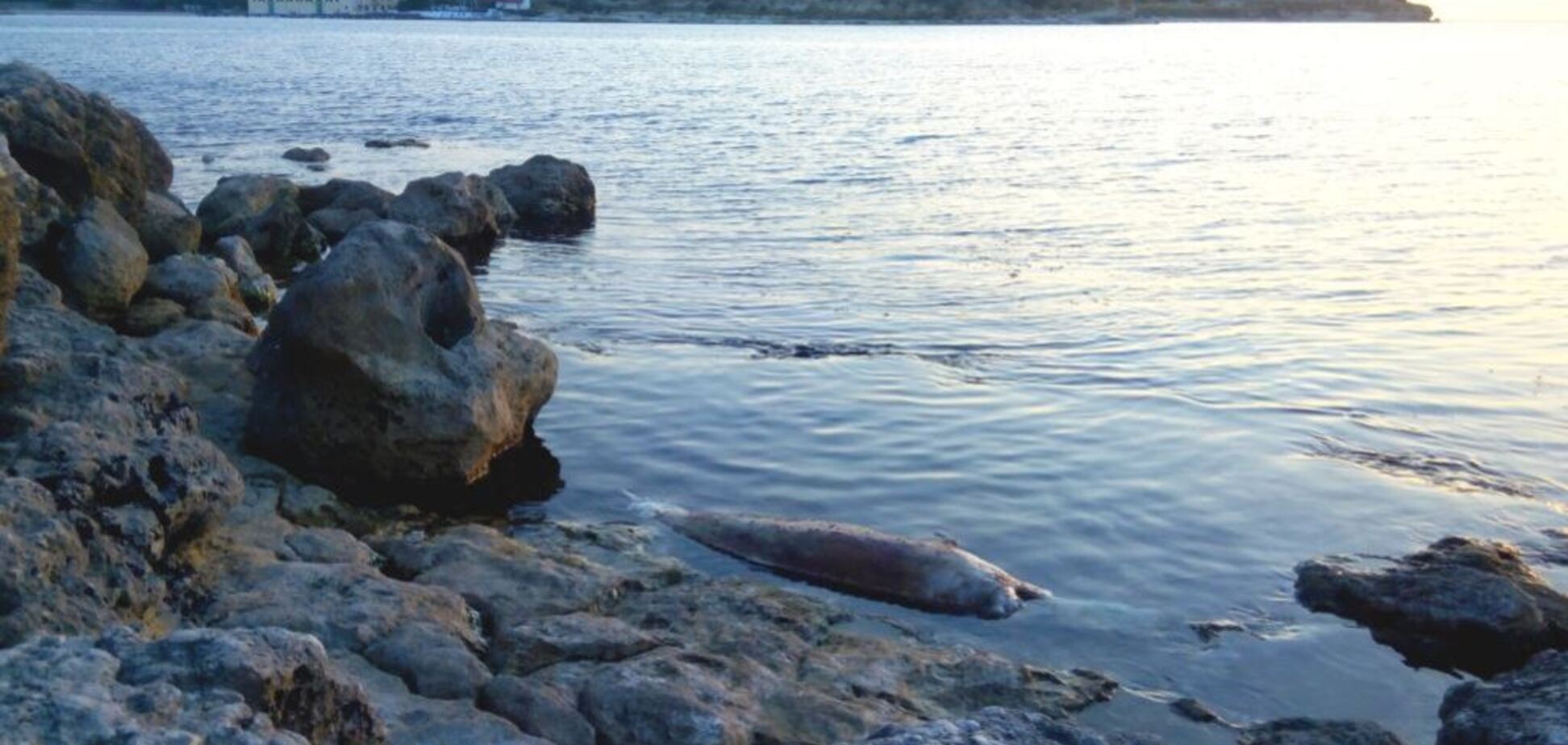 Нова катастрофа? У Криму на берег масово викинулися дельфіни