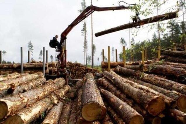 У Зеленского прояснили, что будет с мораторием на экспорт леса